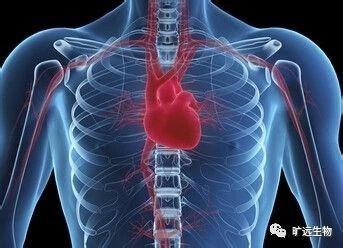 沉磅推出最新欧洲共识解读：高尿酸血症和高心血管风险患者的诊断和医治专家共识（2018）